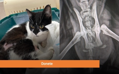 La Donete té una fractura al cap de fèmur esquerre, probablement per un atropellament | Cedida